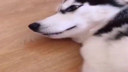 哈士奇主人吃瓜,宠物界的“瓜王”诞生