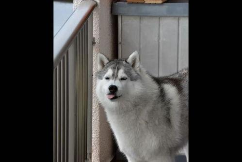 哈士奇主人吃瓜,宠物界的“瓜王”诞生