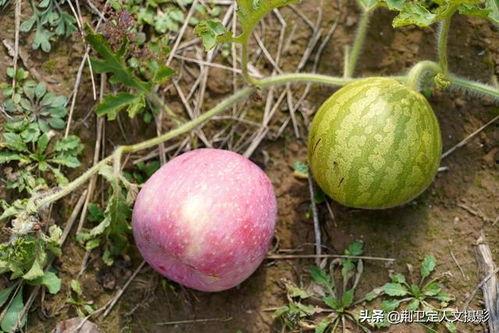 只吃萝卜不吃瓜,探寻独特饮食生活的奥秘