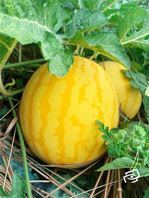 吃瓜群众实习,吃瓜群众视角下的职场初体验