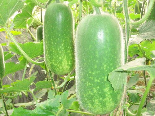 沉浸式吃瓜生,带你走进虚拟与现实交织的瓜界盛宴