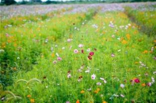 拖米吃瓜花海,揭秘娱乐圈幕后故事