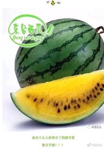 世界网友吃瓜,吃瓜群众眼中的世界风云录