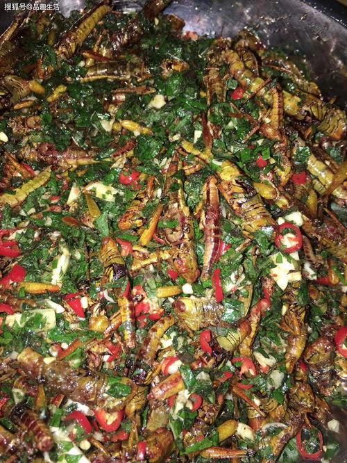 蝗虫吃瓜,自然界的奇妙生态现象