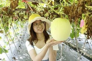 佛山学校吃瓜,揭秘校园里的那些“秘密”