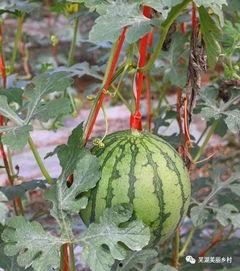 福利吃瓜群,揭秘网络社交圈的甜蜜诱惑与风险挑战