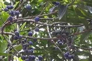 小金刚吃瓜,小金刚的瓜界探险记