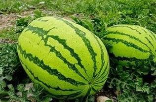 鄭江南吃瓜,揭秘娱乐圈幕后真相