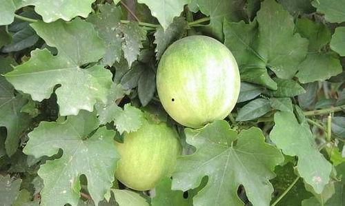 梦见在果园摘豆角瓜吃瓜