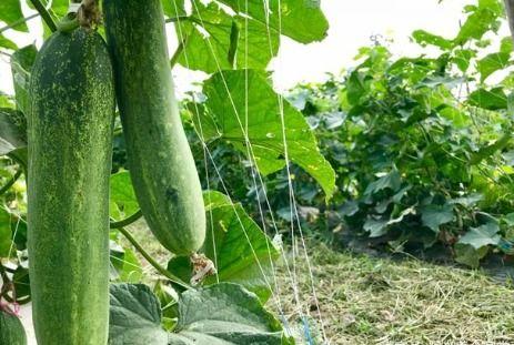 梦见在果园摘豆角瓜吃瓜