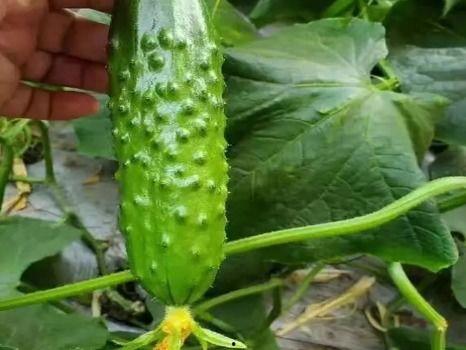 梦见在果园摘豆角瓜吃瓜