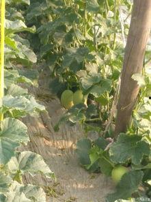 朝阳观众吃瓜,观众吃瓜盛宴背后的故事