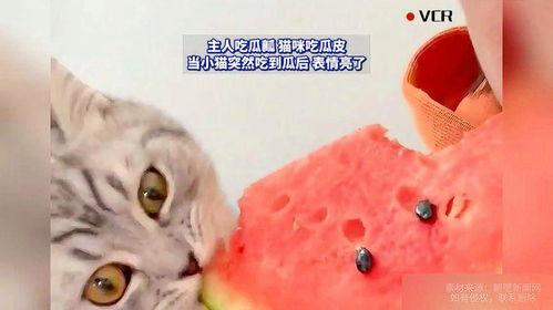 猫咪卖瓜吃瓜表情包,萌态可掬的猫咪日常