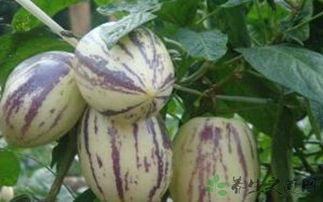 茄瓜孕妇可以吃,茄瓜——孕妇的理想食材