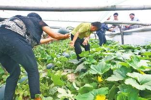 吃瓜不如摘瓜,体验农耕乐趣