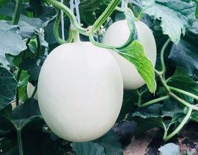 把瓜吃空了,一场别开生面的“吃空”之旅