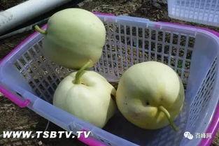 台山吃瓜,吃瓜也能吃出风味