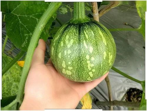 长形小瓜怎么吃,创意烹饪指南