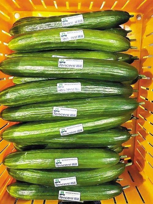 长形小瓜怎么吃,创意烹饪指南