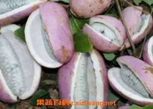 小女孩吃八月瓜视频,小女孩品尝八月瓜，甜蜜滋味传递童年回忆