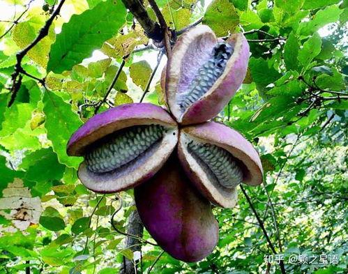 小女孩吃八月瓜视频,小女孩品尝八月瓜,甜蜜滋味传递童年回忆