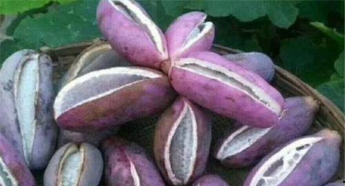 小女孩吃八月瓜视频,小女孩品尝八月瓜,甜蜜滋味传递童年回忆