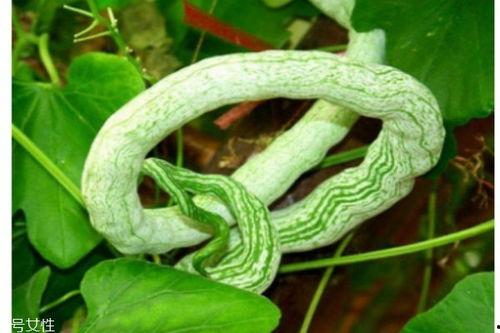 蛇瓜怎吃,探索美味与营养的完美结合