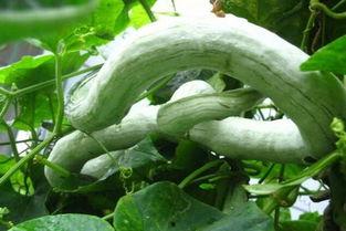 蛇瓜怎吃,探索美味与营养的完美结合