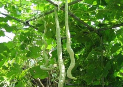 蛇瓜怎吃,探索美味与营养的完美结合